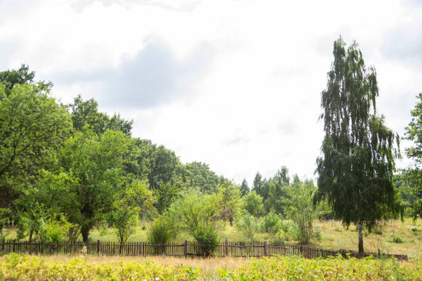 istock gloomy nature 2169011528