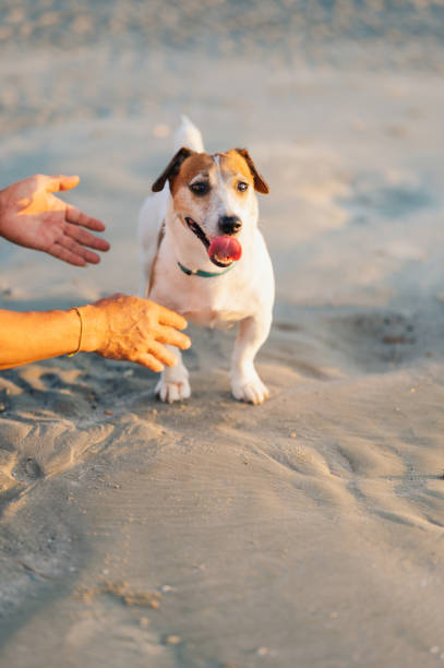 Asian man and his dog JRT share a moment of affection on the beach, highlighting the strong bond between pet and owner.
