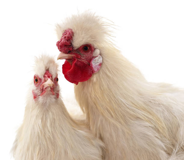 istock White rooster and hen. 2169013289