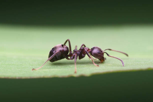 istock Black garden ant walking on the grass 2169013611