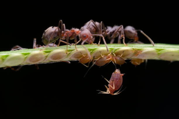 Ant and aphids on garden
