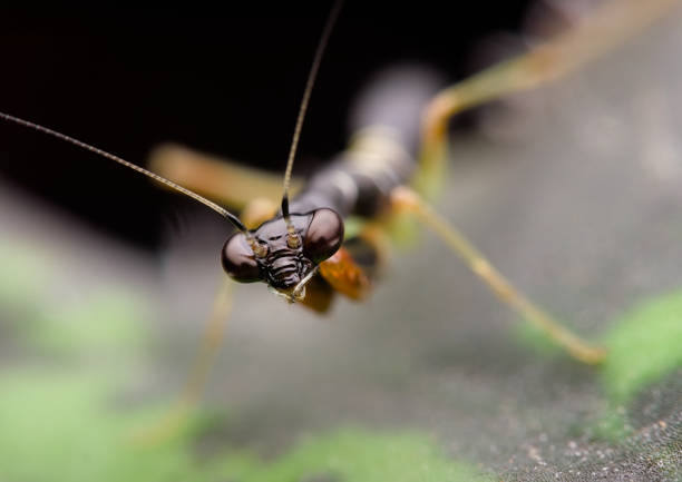 Photo of a praying mantis looking at you on a white background.