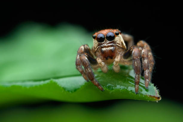 istock Jumping spider sitting on the leaves 2169013778