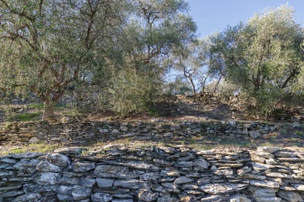 istock Natural stone walls at an olive grove 2169015249