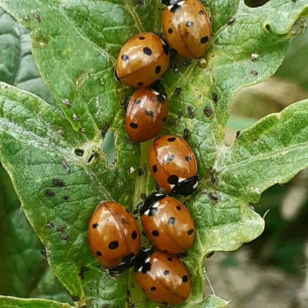 istock Beneficial Ladybugs on a Cabbage Leaf: Natural Pest Control in Action 2169017529