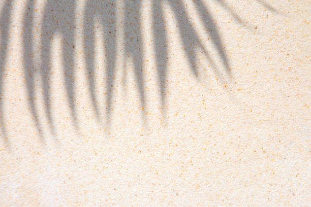 istock Palm leaves shadow over sand background 2169017565