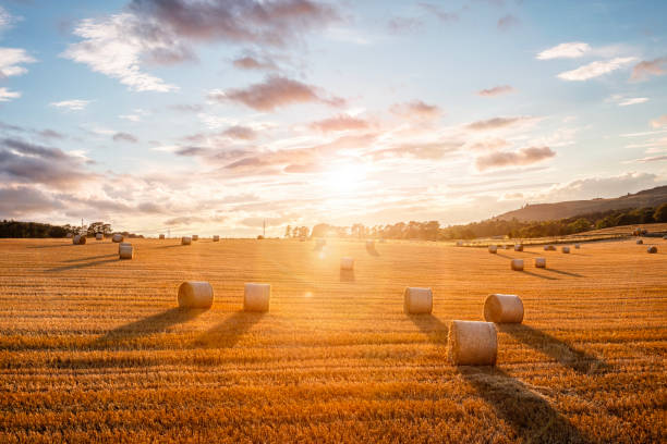 istock Hay bales in golden field with sunset summer background 2169018263