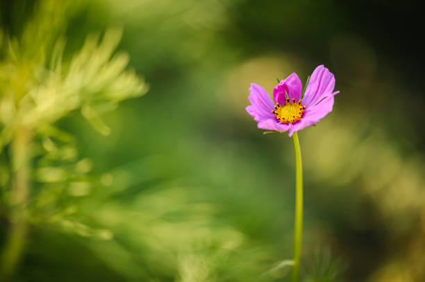 Cosmos Flower close up photo.