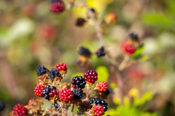 bush with red and black raspberries in the garden, with blue river wather background