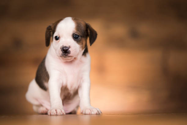 Portrait of the puppy, Dogs in love