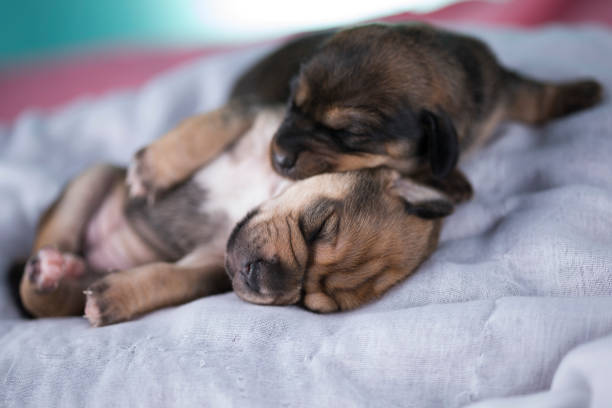 istock Cute puppy dog sleeping, animals concept 2169020912