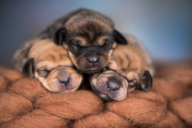Portrait of the puppy, Dogs in love