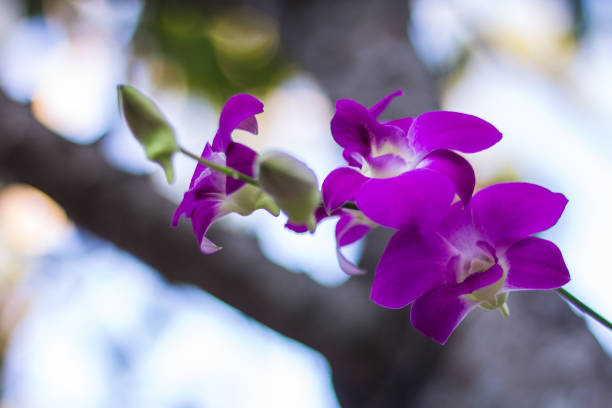 purple orchid flower with bokeh