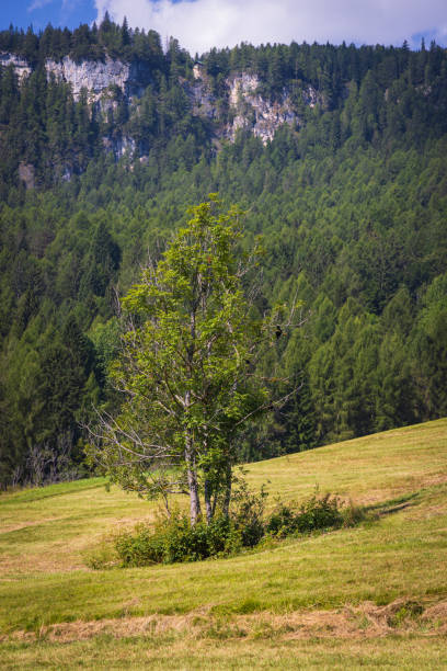 Walking near Cortina d'Ampezzo - Italy