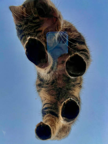 istock Cat looking at the camera through the glass on the blue sky background 2169026908
