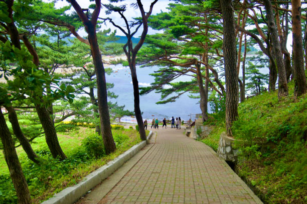 Goseong County, South Korea - July 28, 2024: Visitors stroll down a peaceful, tree-lined pathway from Kim Il-Sung's Villa, with a scenic view of Hwajinpo Beach and the East Sea framed by towering pine trees.