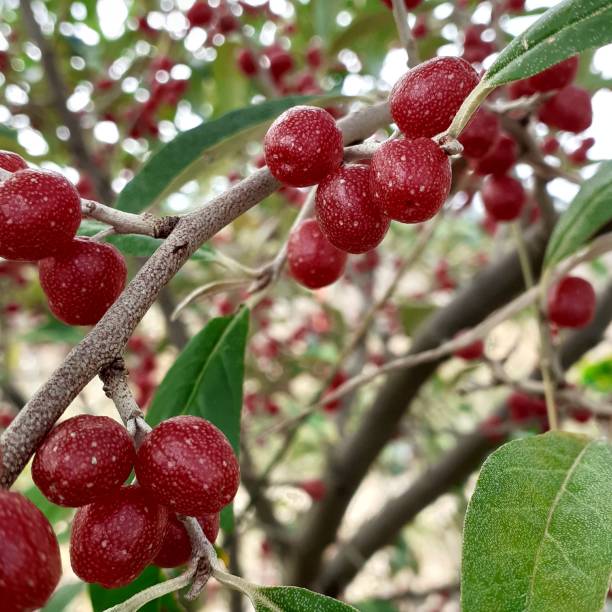 istock Silverberry with Fruit on Branch - Permaculture and Sustainability 2169029379