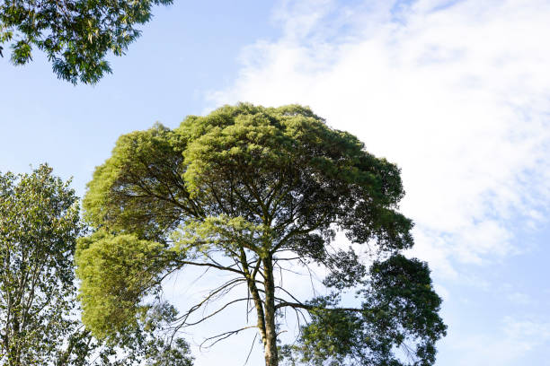 View of Eucalyptus trees near the Kishon River promenade, Northern Israel