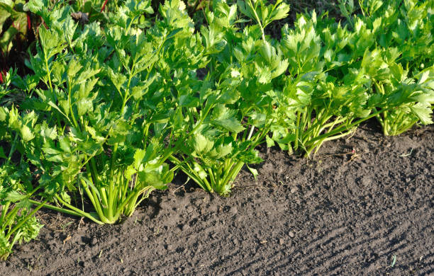 istock close-up of growing celery plantation (leaf vegetables) 2169032752