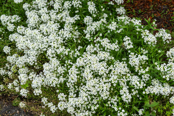 istock Lobularia maritima 'Carpet of Snow' 2169033056