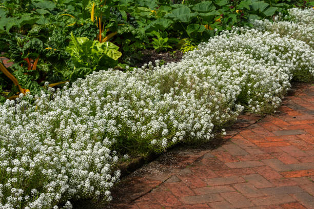 Lobularia maritima 'Carpet of Snow' a annual summer autumn fall flowering plant with a white summertime flower commonly known as sweet alyssum, gardening stock photo image