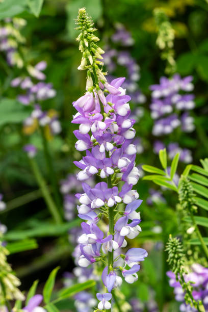 istock Galega officinalis 'His Majesty' 2169033090