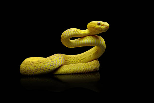 Golden python scale texture,close up view of golden python (Python bivittatus) skin texture,Scales of a golden python ,Texture. The skin of a live yellow snake with white stripes. Gold reticulated python