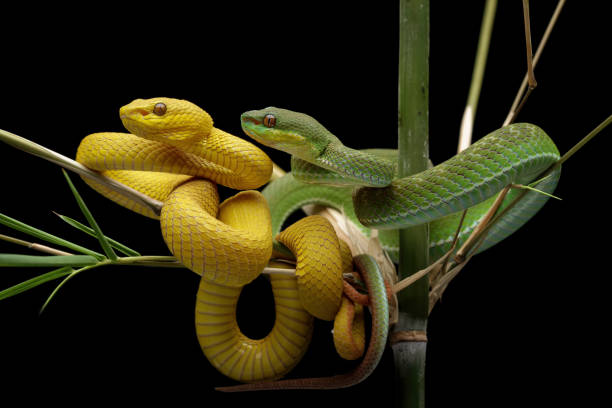 istock Yellow and green viper snake on branch 2169033681