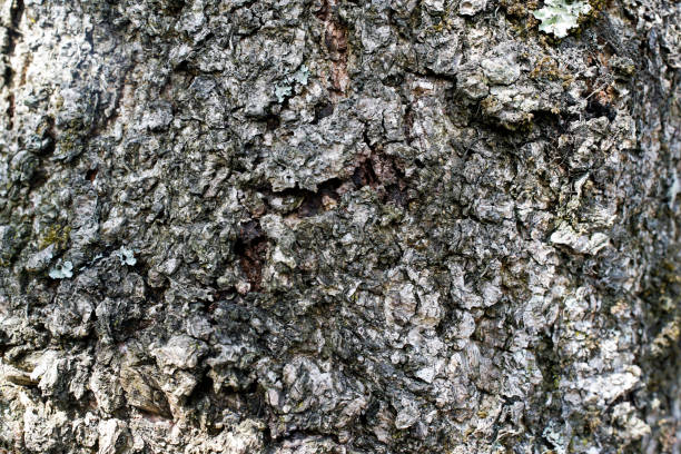 istock abstract dry tree details suitable for the background 2169033922