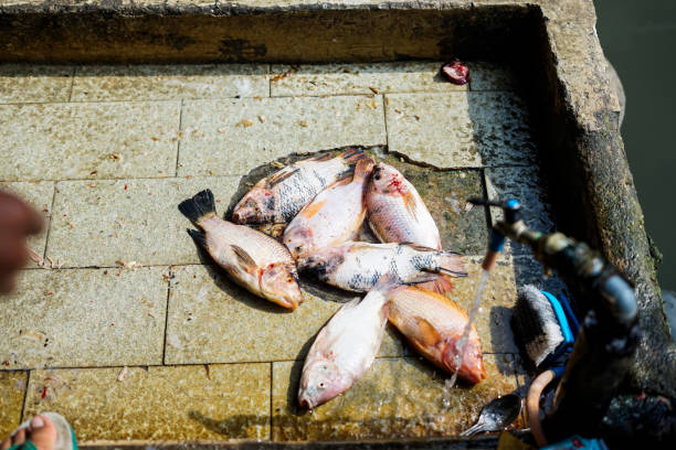 people clean fish to cook