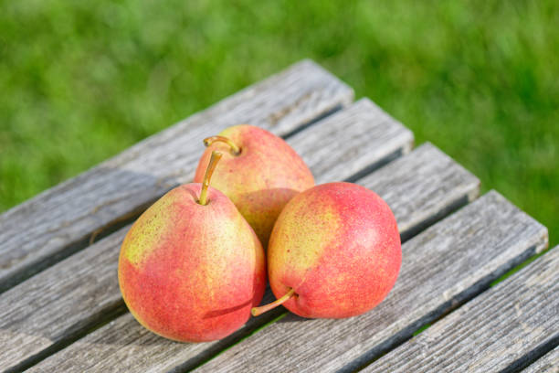 Three yellow-orange pears on an isolated white background. Isolate, Background information