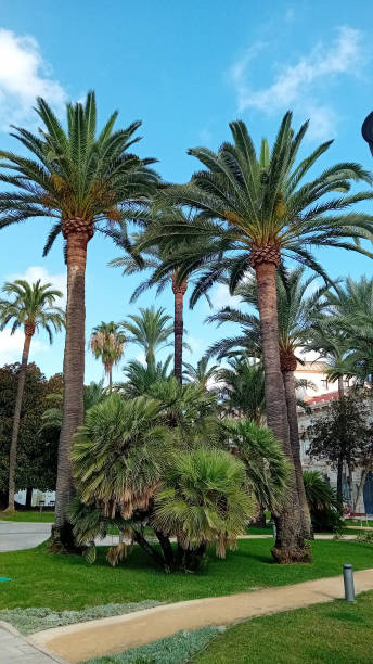 istock Garden, Trees and Sky 2169034606