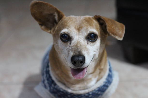 istock pets wearing winter clothes 2169035616