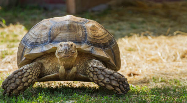 istock Detailed photograph, front facing large tortoise looking directly at the camera as he walks across the grass. 2169035929