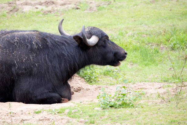 Water buffalo in a clearing