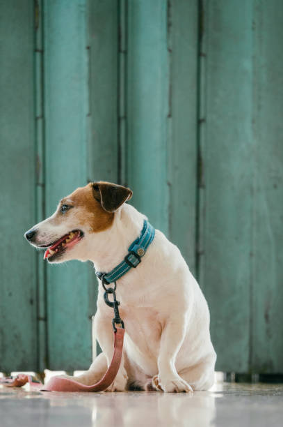 A Jack Russell Terrier sits patiently indoors, looking directly at the camera with an attached leash, ready for the next adventure.  themes related to pet ownership, loyalty, and the excitement of a dog ready for a walk