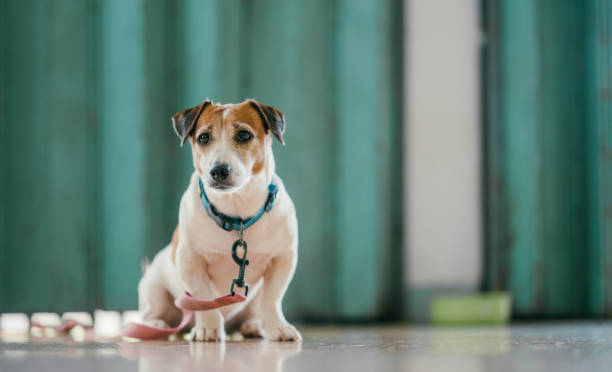 istock Jack Russell Terrier Sitting Calmly Indoors with Leash Attached, Awaiting Adventure 2169038070