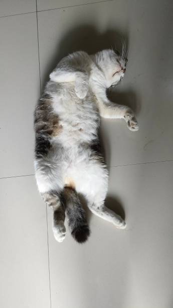istock Cat sleeping on the floor showing belly 2169041394