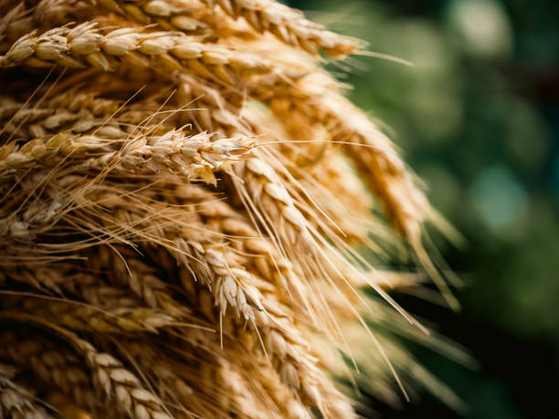 istock Ripe wheat grains against a blurred green backdrop, emphasizing natural growth and agricultural abundance. 2169042428