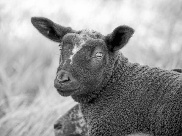 istock The black sheep has a large, white patch on its forehead. Its dark eyes stare directly at the viewer. A blurry, white background suggests a barn or fence. 2169042541
