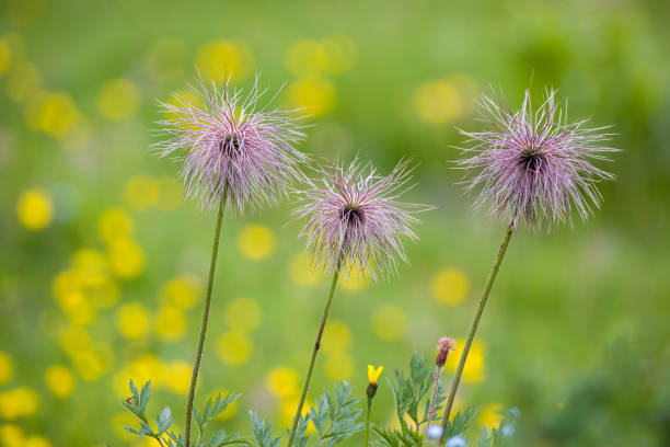 side view of Pulsatilla alpina fruiting plants