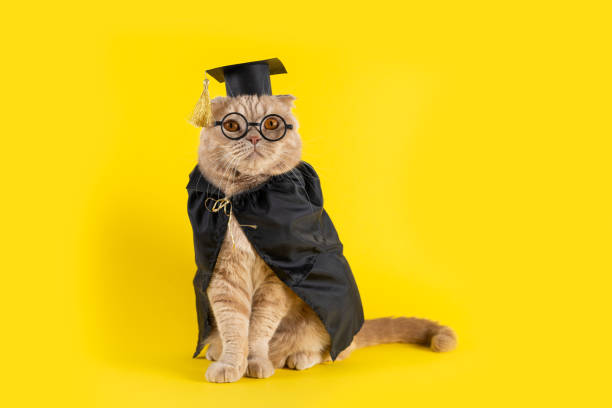 istock Serious cat professor on yellow background looking at copy space. Welcome back to school poster. Greeting card, notebook design. Teather's Day, Knowledge Day, Graduation, concept. Online courses 2169042573