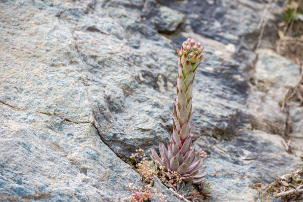 Sempervivum or hens and chicks