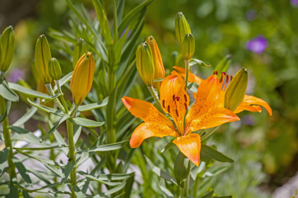 an orange fire lily with many buds in the sunlight