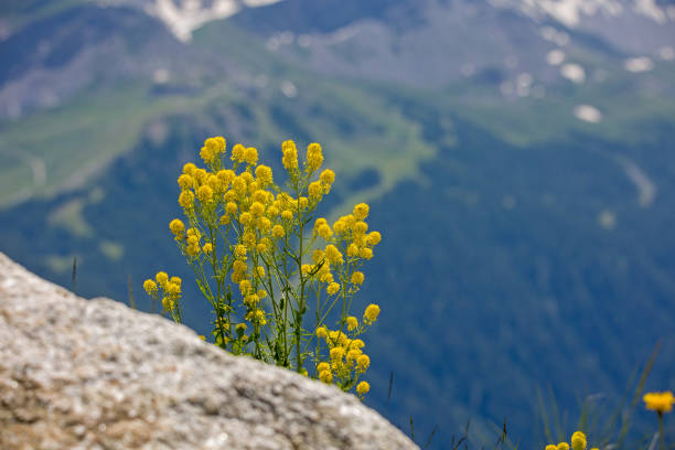 side view of Sisymbrium austriacum
