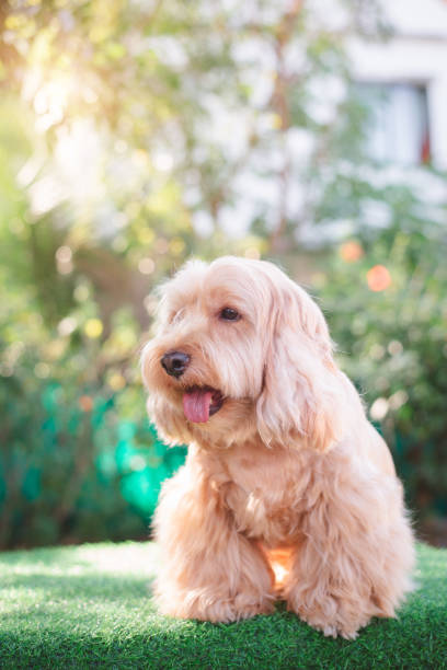istock Happy Cockapoo dog sit on green grass. Puppy Cockapoo or adorable cocker is mixed breeding animal (brown fur Cocker Spaniel, Poodle) Funny hairy canine. Cute Cocker dog in garden blurry background 2169043134