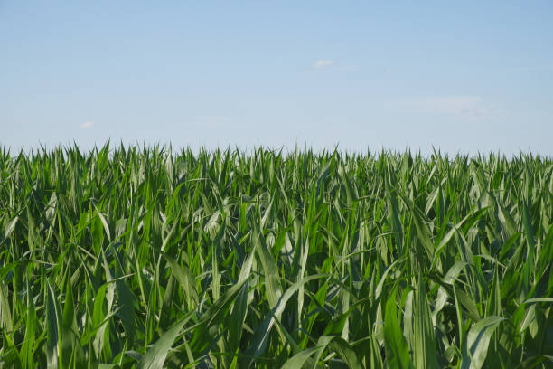 istock A cornfield under a clear blue sky. Agricultural landscape. Corn plants. 2169043579