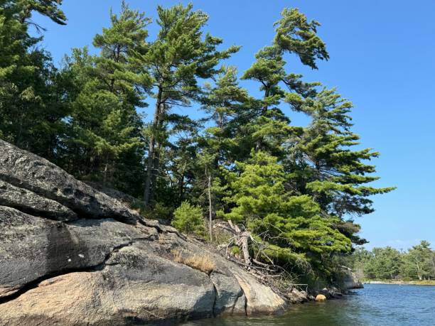 istock Granite and Pines on a Georgian Bay shore 2169044784