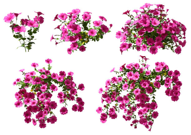 Flower plants colours vibrant cutout white backgrounds 3d rendering