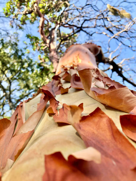 Australian native tree the Paper Bark Tree (Melaleuca quinquenervia) are a eucalypt gum tree.